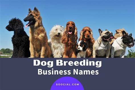 409 Creative Dog Breeding Business Name Ideas Soocial