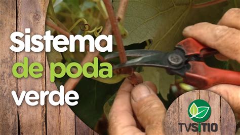 COMO FAZER A PODA VERDE NA VIDEIRA YouTube