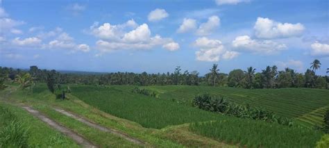 Dijual Tanah Sawah Terasering View Laut Dan Gunung Di Tabanan