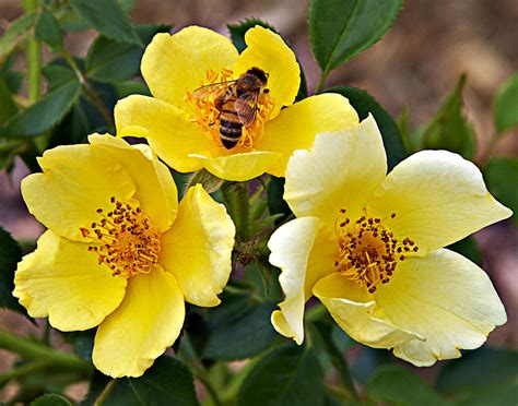 Bee in Yellow Wild Roses Photograph by Cheryl Mills - Fine Art America