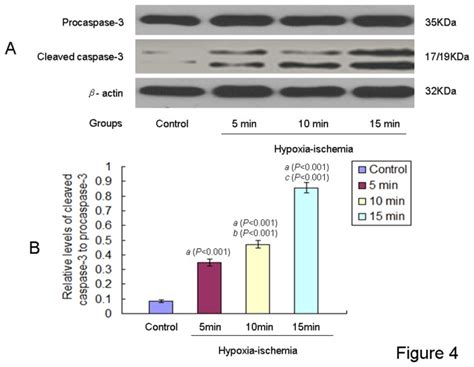 A Representative Westernblots Of Cleaved Caspase 3 And Procaspase 3