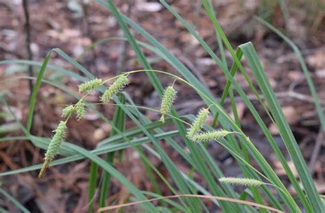 How To Grow Use And Care For Waxy Sedge Grass Carex Glaucescens Agric4profits