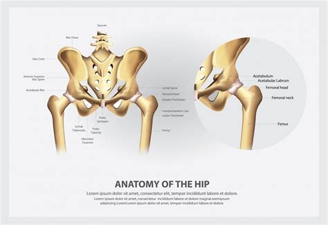 Free Vector Human Anatomy Of The Hip Illustration
