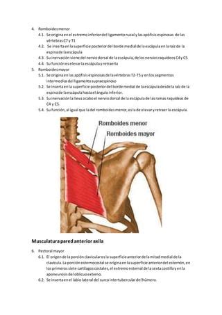 Musculatura Miembro Superior Pdf Descarga Gratuita