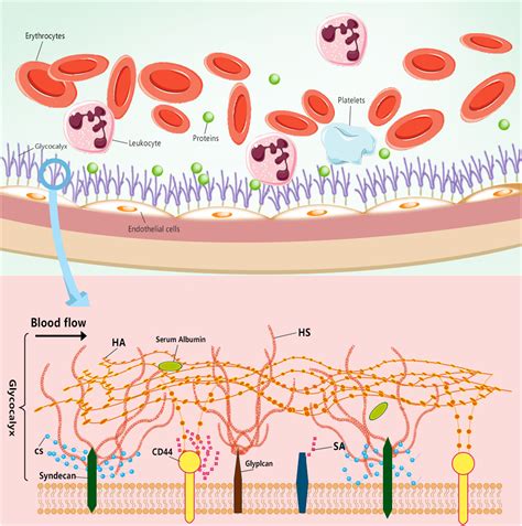 Endothelial Glycocalyx