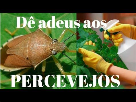 Descobrir 76 imagem como acabar percevejo do maracujá br