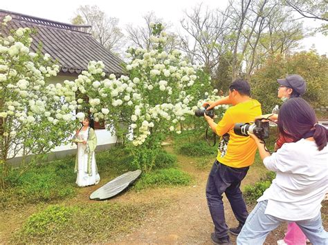 绣球花开引客来 萧山网 全国县（市、区）第一网