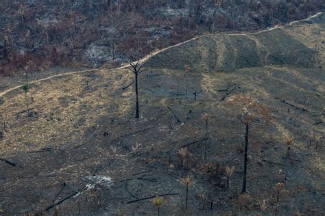 Nuevo Récord De Deforestación En La Amazonia Brasileña En 12 Años