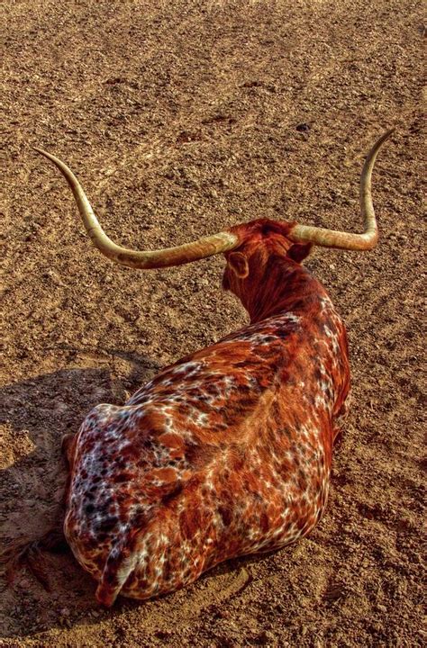 Calico Longhorn Digital Art By Linda Unger Fine Art America