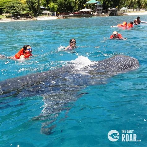 Swimming with Whale Sharks in Donsol, Sorsogon | The Daily Roar