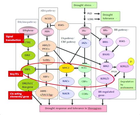 Aba Signaling Pathway