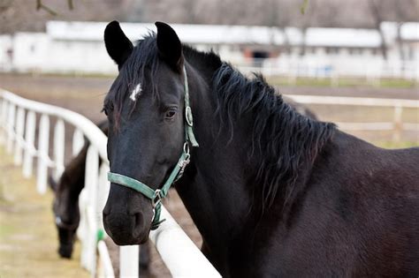 Premium Photo | Black kladruber horse