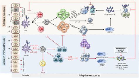 Allergen Immunotherapy The Evidence Supporting The Efficacy And Safety