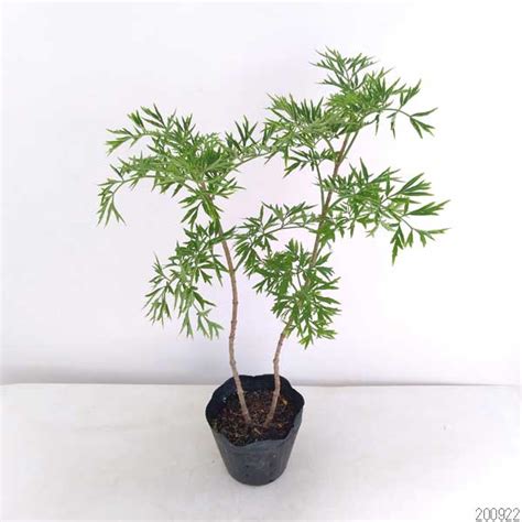 【楽天市場】花木 庭木の苗/西洋ニワトコ（エルダーフラワー）：ゴールデンタワー5号ポット＊：園芸ネット プラス