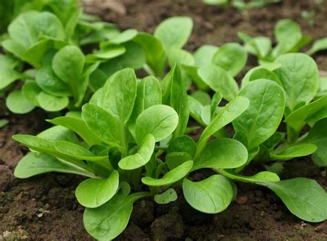 Growing Mache | How to Grow Corn Salad | Balcony Garden Web