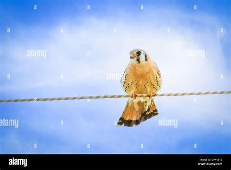 American Kestrel Falco Sparverius Sitting On A Wire Stock Photo Alamy