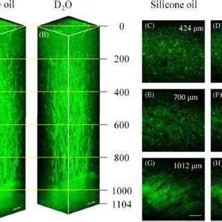 dimensional reconstruction   photon fluorescence images