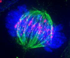 Metaphase I - Stages of Meiosis - Online Biology Dictionary