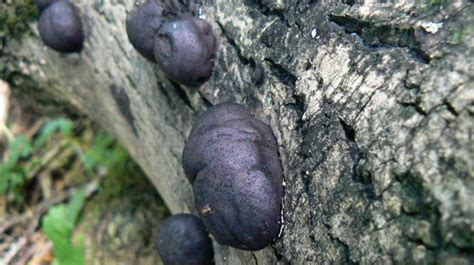 Black Fungus Has No Connection With Trees Pankaj Garg Deputy Forest Conservator From Nashik