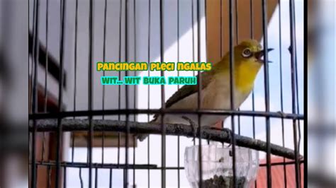 Pancingan Pleci Buxtoni Ngalas Wit Wit Buka Paruh Paling Ampuh Youtube