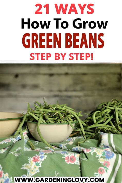 How To Grow Great Green Beans In Containers Artofit