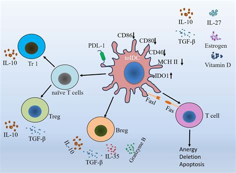 Frontiers Tolerogenic dendritic cells and TLR4 IRAK4 NF κB signaling