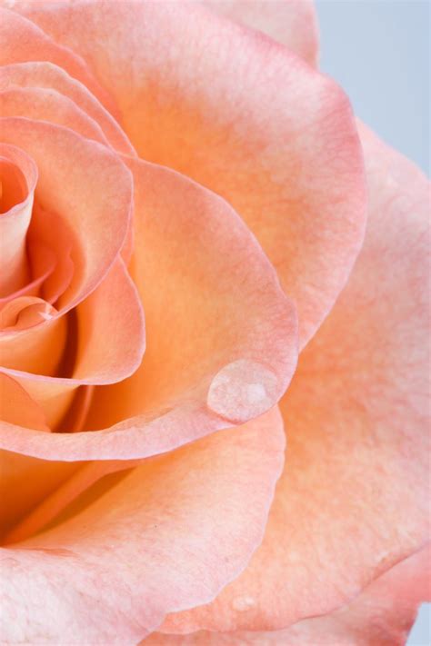 14 Rose Color Meanings What Do The Colors Of Roses Mean For Valentine S Day