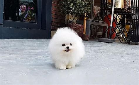 Teacup Pomeranian - 12 Facts On The The Stunningly Cute, Snow White Dog - Petmoo