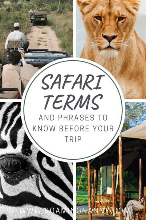 Safari Terms And Phrases Important Words Related To Safari