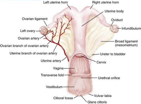 Equine Equine Urogenital Surgery Flashcards Quizlet