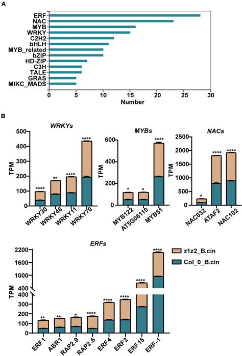 Frontiers The Zygotic Division Regulator ZAR1 Plays A Negative Role