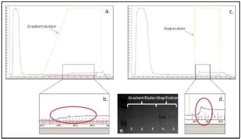 Purification Chromatograms Showing A Gradient Elution Pattern A And Download Scientific