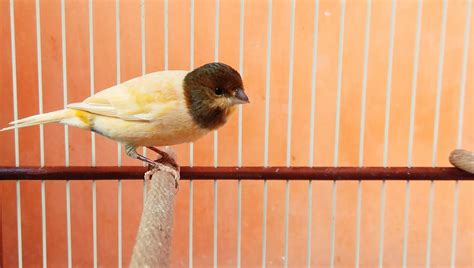 Jual Beli Burung Kenari