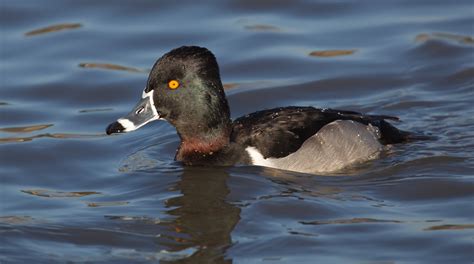 Ring-necked Duck | San Diego Bird Spot