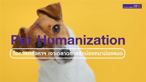 Pet Humanization โอกาสอสังหาฯ เจาะตลาดทาสรักน้องหมาน้องแมว Youtube