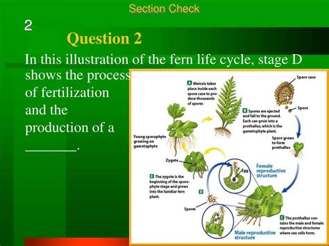 Ppt Seedless Reproduction Chapter 4 Powerpoint Presentation Free