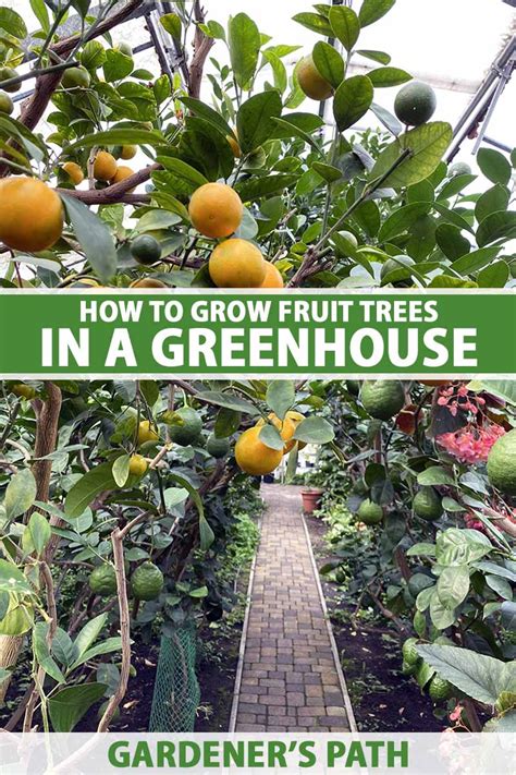 How To Grow Fruit Trees In A Greenhouse Gardener’s Path