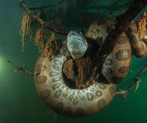 Veja Imagens Impressionantes De Sucuris Gigantes