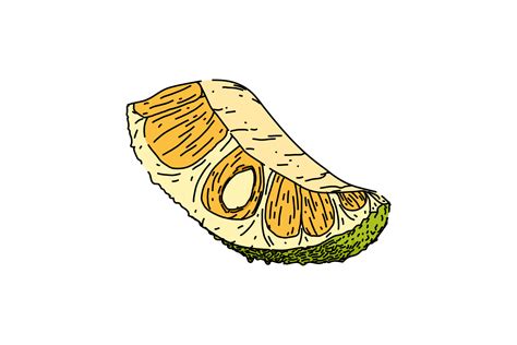 Food Jackfruit Sketch Hand Drawn Vector Graphic by pikepicture ...