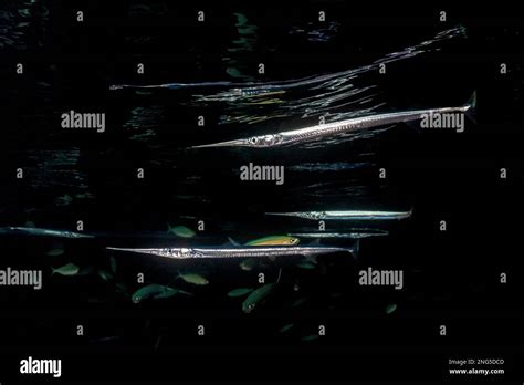 Red Sea Houndfish Tylosurus Choram And Blue And Gold Fusilier Caesio