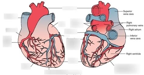 Coronary Arteries Diagram Quizlet