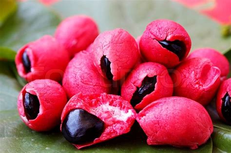 Fleshy and pulpy Mexican origin fruit - Camachile | Stock Photo | Colourbox