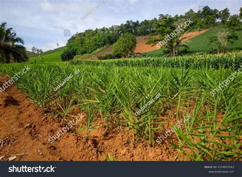 farming ginger field ginger plantation stock photo
