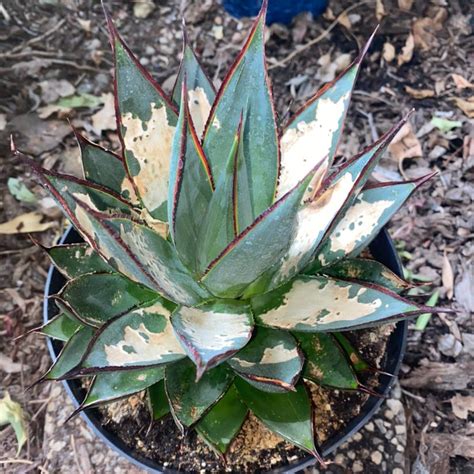 Why Are There Brown Spots On My Lions Tail Agave Leaves