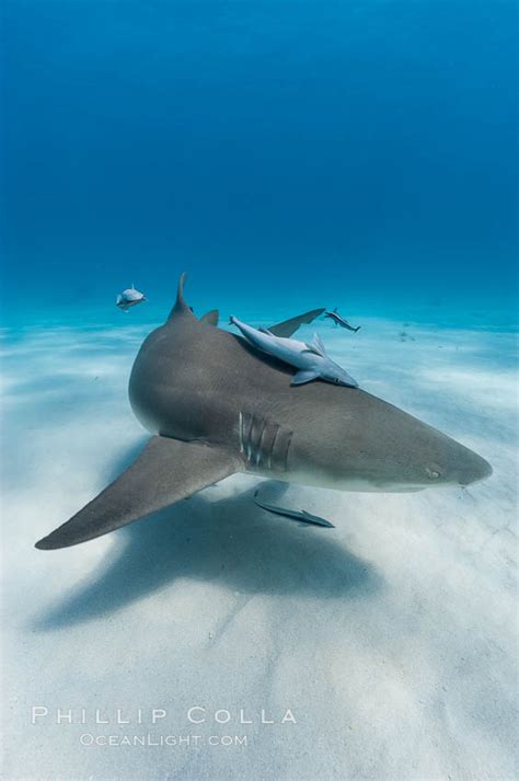 Lemon Shark Photo, Northern Bahamas – Natural History Photography Blog