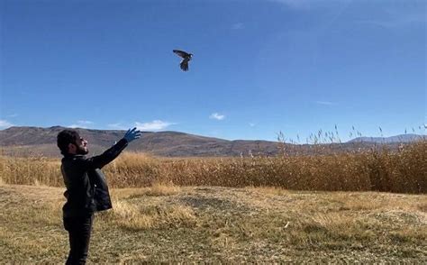 Erzurum da tedavisi tamamlanan çobanaldatan kuşu doğaya salındı