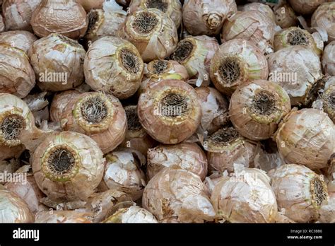 White hyacinth bulbs ready to plant Stock Photo - Alamy