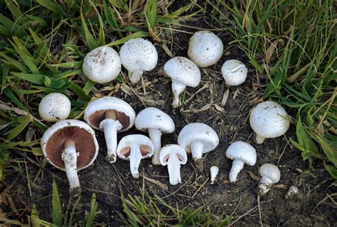 Agaricus Campestris Le Guide Ultime Des Champignons