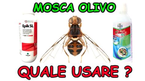 Mosca Olivo Quale Prodotto Usare Per I Trattamenti Youtube