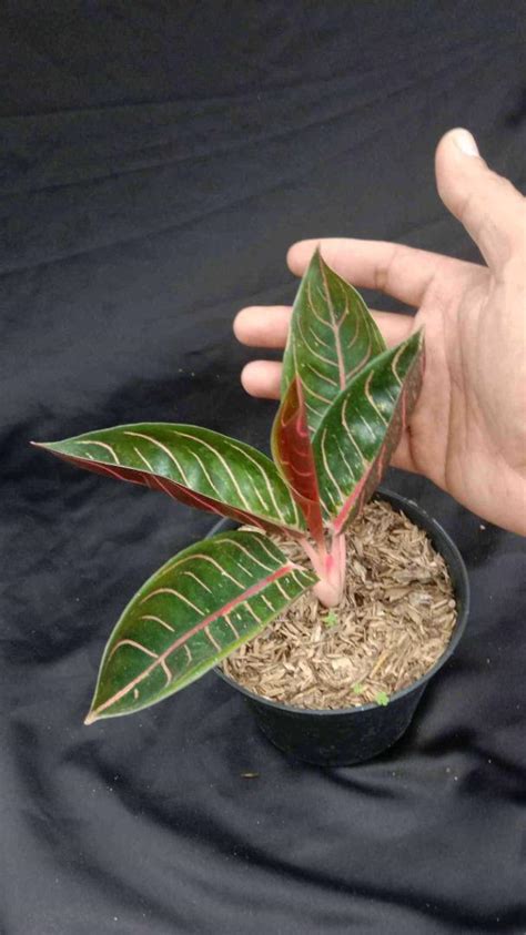 Aglaonema Pride Of Sumatra 45190 Furniture Home Living Gardening